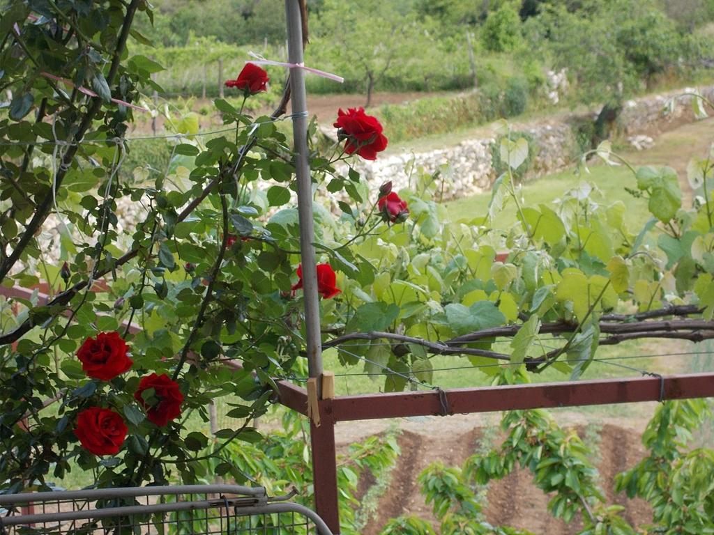 Guesthouse Feel Lake Virpazar Exterior foto