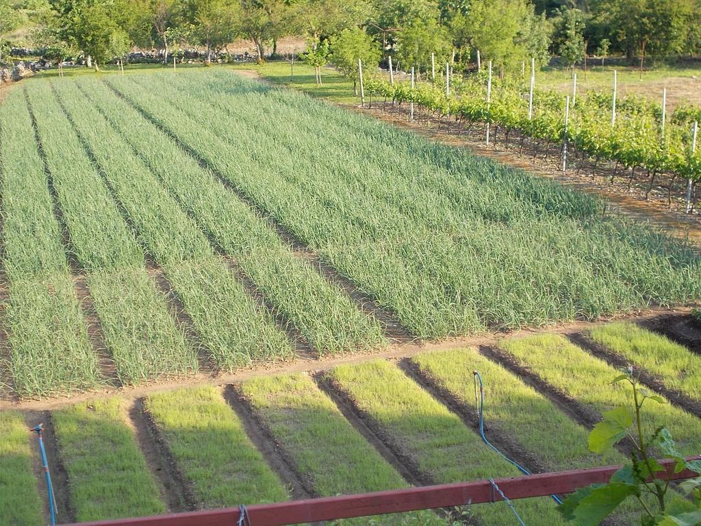 Guesthouse Feel Lake Virpazar Exterior foto