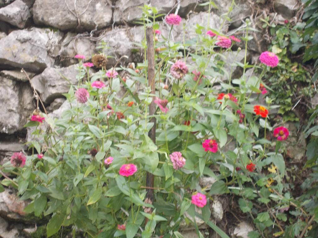 Guesthouse Feel Lake Virpazar Exterior foto
